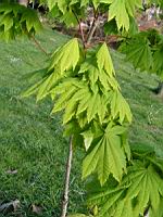 Acer palmatum cv Kinkakure (fam Aceracees) (Photo F. Mrugala) (2)